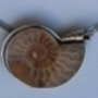 Ammonitanhänger